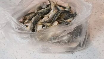 Kesinlikle Kokusuz Poşette Hazırlanan Çıtır Balık Tarifi