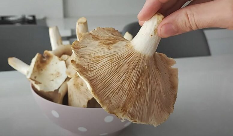 Tam Şifa Deposu Mantarlı İkramlık Yemek Tarifi