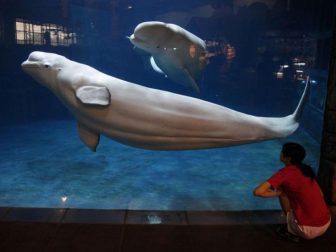 Beijing Aquarium 1