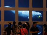 Beijing Aquarium 10