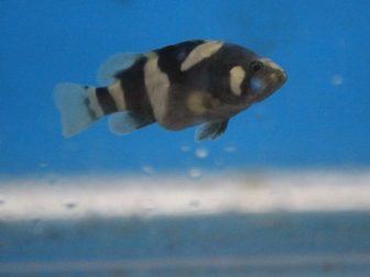 Beijing Aquarium 2