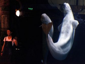 Beijing Aquarium 3
