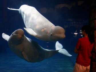 Beijing Aquarium 6