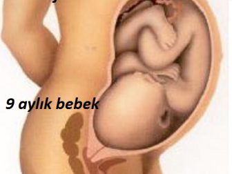 anne karninda dokuz aylik bebek
