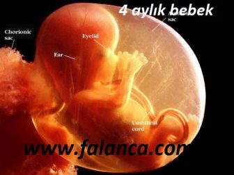 anne karninda dört aylik bebek