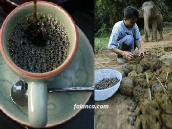 Fil dışkısından dünyanın en pahalı kahvesi
