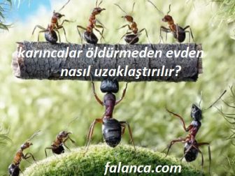 Karıncaları öldürmeden nasıl uzaklaştırılır?
