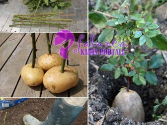 Patates İle Gül Fidelemek